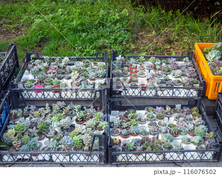 Cacti in small pots for sale. Street trade in plants. Varieties of cacti. 116076502