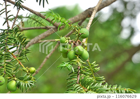 緑色のカヤの実（夏、六月） 116076629