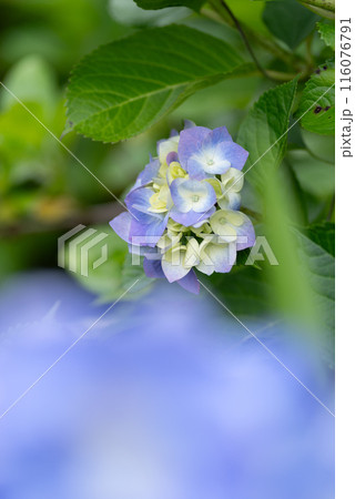 綺麗な紫陽花 綺麗な紫陽花 116076791