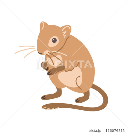 Gerbil pet doodle hand drawn character. Cute adorable domesticated animal in linear cartoon style. Editable stroke illustration 116076813