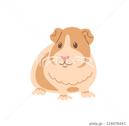 Cute smiling guinea pig pet doodle hand drawn character. Adorable fluffy pet animal in linear cartoon style. Editable stroke illustration Cute smiling guinea pig pet doodle hand drawn character. Adorable fluffy pet animal in linear cartoon style. Editable stroke illustration 116076841