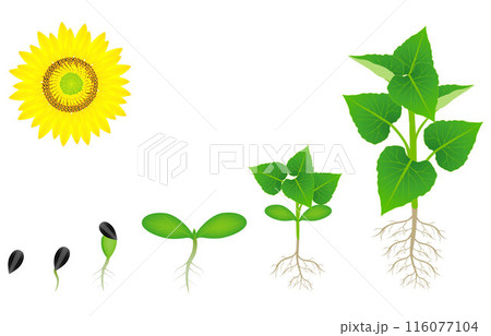 Sequence of a sunflower plant growing isolated on white. 116077104