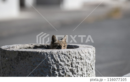 チラッと顔を出す可愛い猫 キジトラ猫 チラッと顔を出す可愛い猫 キジトラ猫 116077105