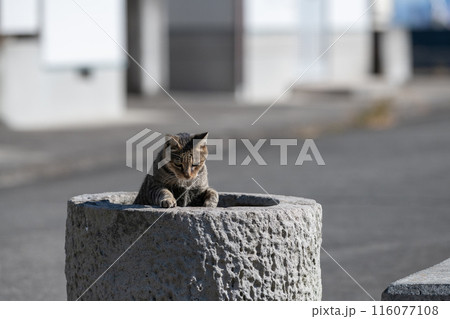 チラッと顔を出す可愛い猫　キジトラ猫 116077108