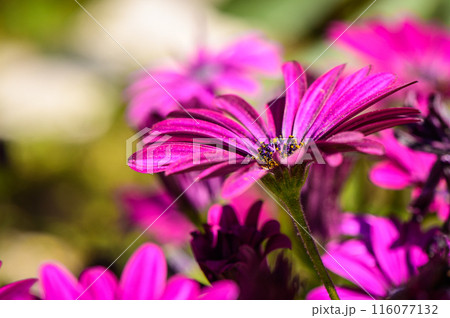 Osteospermum is a genus belonging to the Asteraceae family. 1 Osteospermum is a genus belonging to the Asteraceae family. 1 116077132