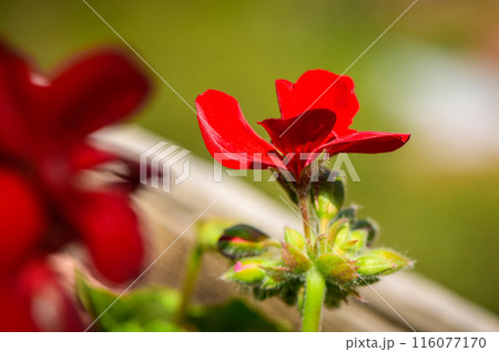 Close up of a flower head on a red rose flowered Geranium growing in a garden. 116077170
