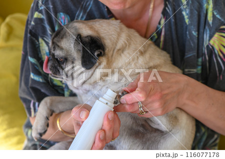 home electric scratching post for dogs. trimming dog's nails 5 home electric scratching post for dogs. trimming dog's nails 5 116077178