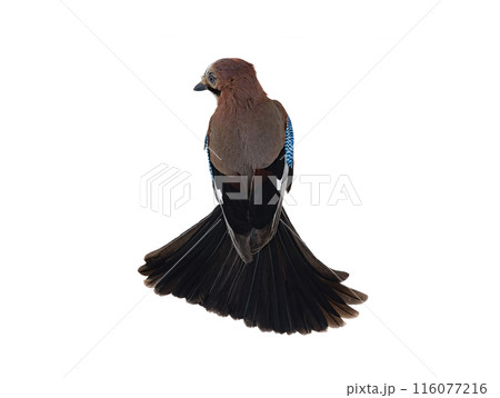 jay with a beautiful tail isolated on a white background jay with a beautiful tail isolated on a white background 116077216