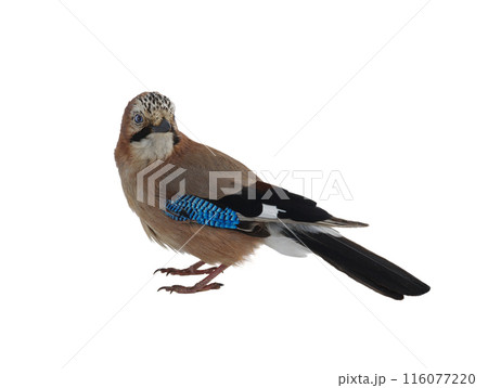 jay isolated on white background jay isolated on white background 116077220