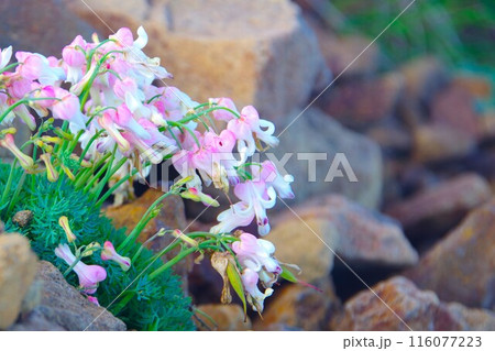 「高山植物の女王」コマクサ 116077223
