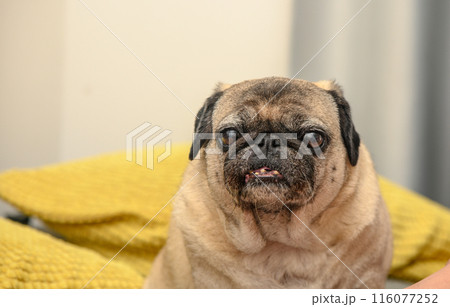 old pug on a sofa with yellow pillows 1 116077252