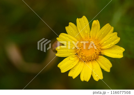 Chrysanthemum coronarium, is a species of flowering plant in the daisy family. It is native to the Mediterranean region. 116077508