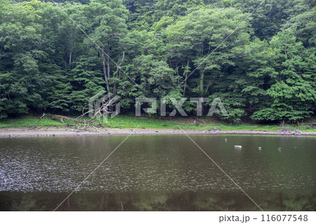 大沼園地の自然研究路 大沼園地の自然研究路 116077548