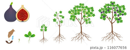Cycle of growth of a fig plant on a white background. 116077656