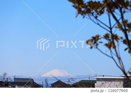 鶴見花月園公園から見える富士山の風景 鶴見花月園公園から見える富士山の風景 116077668