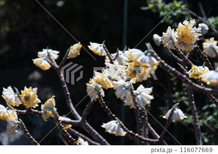 ミツマタの花 116077669