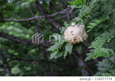 モリアオガエルの卵 116077734