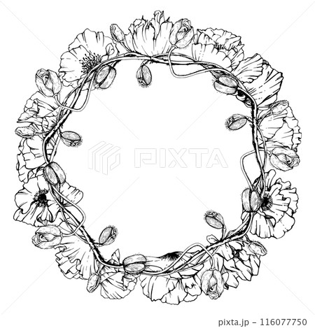 Hand drawn vector graphic botanical illustration flowers leaves. Red poppy papaver, stems buds seedpods. Wreath frame isolated white background. Design wedding, love cards, remembrance day stationery Hand drawn vector graphic botanical illustration flowers leaves. Red poppy papaver, stems buds seedpods. Wreath frame isolated white background. Design wedding, love cards, remembrance day stationery 116077750