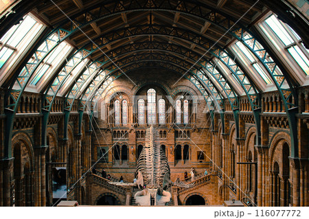 ロンドン自然史博物館 シロナガスクジラ骨格 模型 ロンドン自然史博物館 シロナガスクジラ骨格 模型 116077772
