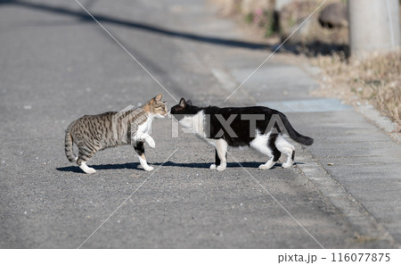 路上であいさつをする二匹の猫 116077875
