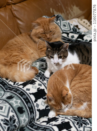 集まってくつろぐ三匹の猫 集まってくつろぐ三匹の猫 116077876