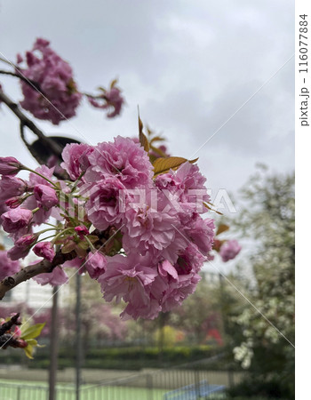 A branch with Japanese sakura flowers close-up A branch with Japanese sakura flowers close-up 116077884