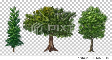 A set of green trees: oak, young spruce, maple. Drawing of green plants from the forest, hiking trails, travel. Natural decoration of campgrounds, parks, and garden plots. Isolated illustration 116078010