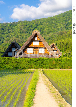 【世界遺産】白川郷・初夏の三連合掌【岐阜県】 【世界遺産】白川郷・初夏の三連合掌【岐阜県】 116078118