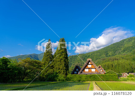 【世界遺産】白川郷・初夏の三連合掌【岐阜県】 【世界遺産】白川郷・初夏の三連合掌【岐阜県】 116078120
