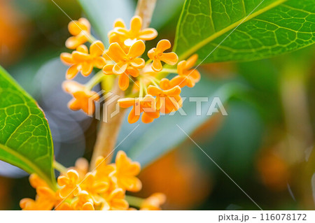 【秋の花素材】金木犀【長野県】 【秋の花素材】金木犀【長野県】 116078172