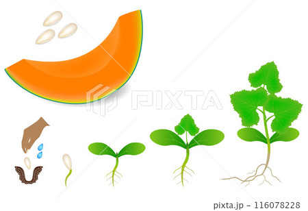 Sequence of a plant of cantaloupe melon growing isolated on white. 116078228