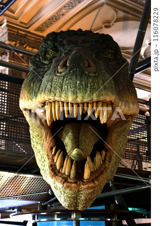 ティラノサウルス　標本 正面  116078229