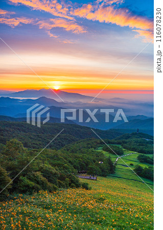 【栃木県】日光・霧降高原の雲海とキスゲ平園地のニッコウキスゲ　夜明け 116078230