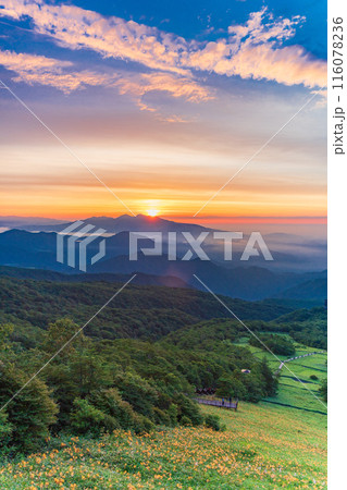 【栃木県】日光・霧降高原の雲海とキスゲ平園地のニッコウキスゲ　夜明け 116078236