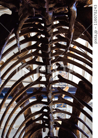 恐竜　骨 標本 116078243