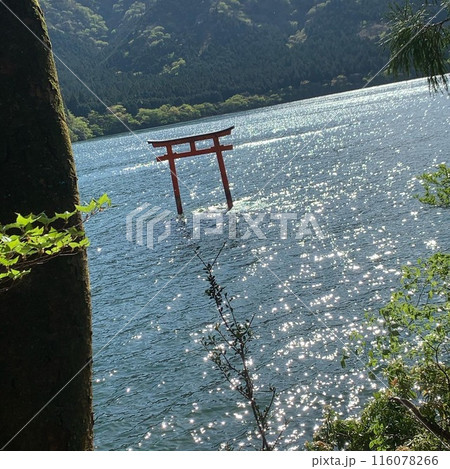 水に浮かぶ鳥居 116078266