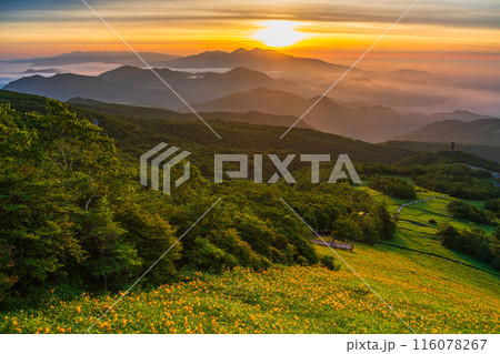 【栃木県】日光・霧降高原の雲海とキスゲ平園地のニッコウキスゲ 夜明け 【栃木県】日光・霧降高原の雲海とキスゲ平園地のニッコウキスゲ 夜明け 116078267