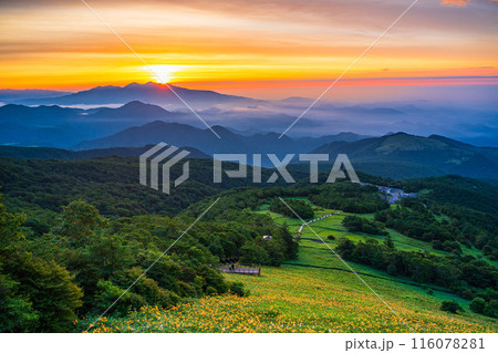 【栃木県】日光・霧降高原の雲海とキスゲ平園地のニッコウキスゲ　夜明け 116078281
