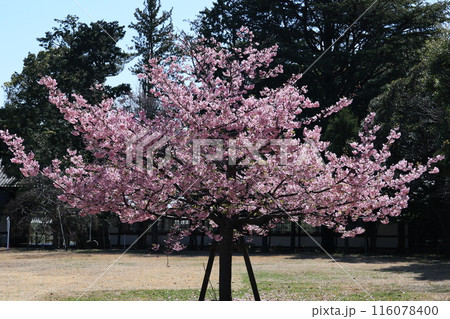 総持寺大雄宝殿 仏殿前の満開の桜 総持寺大雄宝殿 仏殿前の満開の桜 116078400