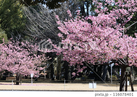 総持寺大雄宝殿 仏殿前の満開の桜 総持寺大雄宝殿 仏殿前の満開の桜 116078401