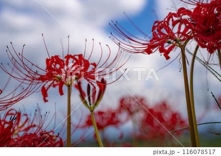 【秋素材】朝日を浴びる彼岸花【長野県】 【秋素材】朝日を浴びる彼岸花【長野県】 116078517