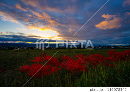 【秋素材】朝日を浴びる彼岸花【長野県】 116078542