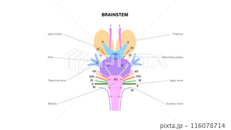 Cranial nerves anatomy 116078714