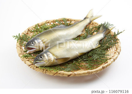 あゆ_日本のを代表する川魚 116079116
