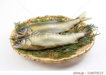 あゆ_日本のを代表する川魚 116079117