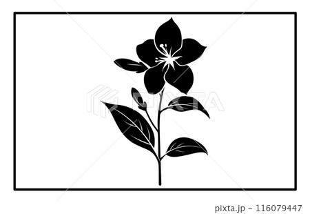 Arabian jasmine flower silhouette, Branch of Arabian Jasmine (Sambac) with flowers, buds and leaves 116079447
