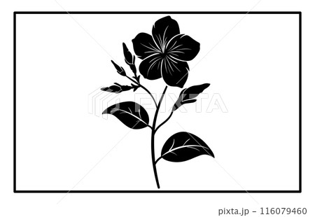Arabian jasmine flower silhouette, Branch of Arabian Jasmine (Sambac) with flowers, buds and leaves 116079460