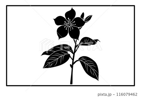 Arabian jasmine flower silhouette, Branch of Arabian Jasmine (Sambac) with flowers, buds and leaves 116079462