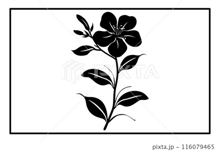 Arabian jasmine flower silhouette, Branch of Arabian Jasmine (Sambac) with flowers, buds and leaves 116079465
