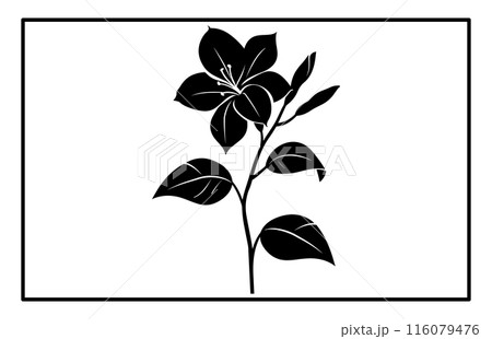 Arabian jasmine flower silhouette, Branch of Arabian Jasmine (Sambac) with flowers, buds and leaves 116079476